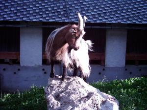 Állatok az apartmanban vagy a közelben