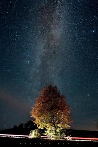 Una noche estrellada con un árbol y la Vía Láctea en Apartments Andrić, en Kaludjerske Bare