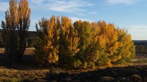 two trees with yellow leaves in a field at Middelfontein Farm in Sutherland