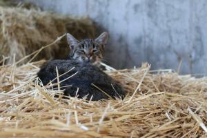 un gatito está tirado en un montón de heno en Schwoererhof, en Schweighausen