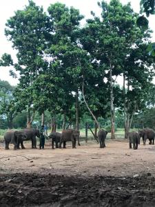 Altri animali domestici presso l'affittacamere o nei dintorni