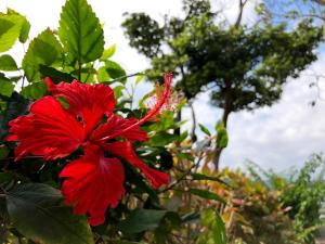 a red flower on a bush with a tree in the background at Kaiza in Nanjo