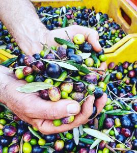 Φωτογραφία από το άλμπουμ του Bio Casale Marchesi σε Casarano