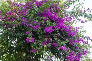a bunch of purple flowers on a tree at Tea Hills Bungalow in Hatton