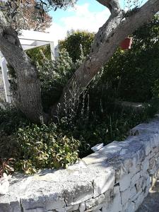 A garden outside Trullo Monte Del Sale