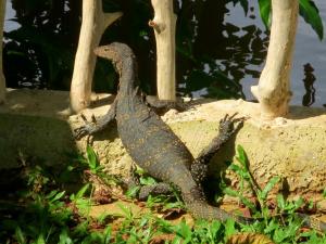 Fotografie z fotogalerie ubytování Luvi Lucas River Side v destinaci Weligama