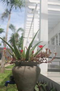 Zahrada ubytování Casa Blanca Gili Air