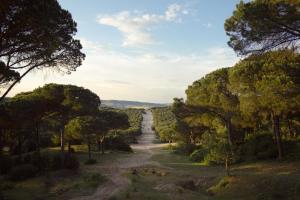 a road through a forest with trees on either side at Kampaoh Los Caños in Los Caños de Meca