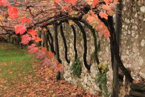 a stone wall with red leaves on it at Biker's Wine House in Rovereto