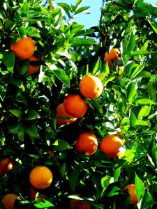 蓬蒂達巴爾卡的住宿－Quinta do Coto Moinho，一群生长在树上的橘子