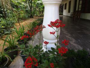 Giardino di Maneesha Guest House
