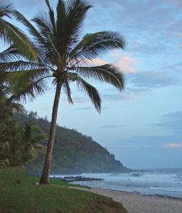 a palm tree on a beach near the ocean at Chez Les Filles - Bungalodge in Petite Île +17 photos