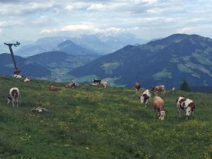 Altri animali domestici presso la locanda o nei dintorni