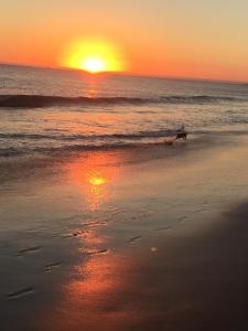 psa spacerującego po plaży o zachodzie słońca w obiekcie Entre o Mar e Lisboa w mieście Oeiras
