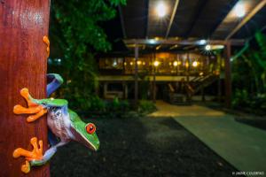 Ein Garten an der Unterkunft Selva Verde Lodge