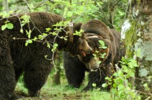 two brown bears walking in the woods at Sahoro Resort Hotel in Shintoku