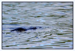 a black bear swimming in a body of water at The Empire Hotel in Deloraine