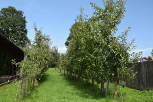 una fila di meli in un frutteto di Sieglhof a Breitenbach am Inn