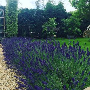 a garden with purple flowers in a yard at Elm Cottage Barn in Oatlands