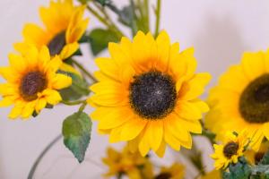 eine Gruppe gelber Sonnenblumen in einer Vase in der Unterkunft Ferienwohnung Residenz bis 6 Gäste , Ferienwohnung Dresden bis 4 Gäste, Ferienwohnung Elbflorenz bis 2 Gäste in Dresden