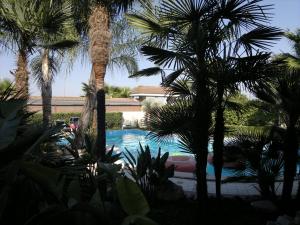 a view of a swimming pool with palm trees at Hotel Novelli in Orta Nova