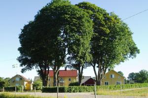 a group of trees in front of a yellow house at Vegby Bolsgård "Lillstugan" in Moheda