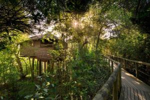 una pasarela de madera que conduce a una casa de aves en un bosque en Tsala Treetop Lodge en Plettenberg Bay
