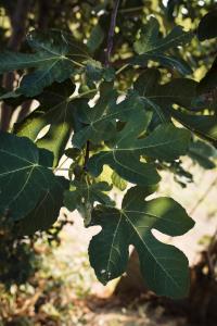 Bilde i galleriet til Vigna Rocchetta i Cassinasco