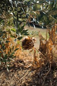 Bilde i galleriet til Vigna Rocchetta i Cassinasco