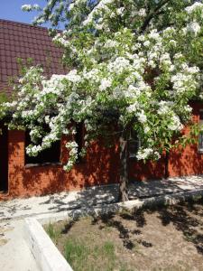 ニジニ・ノヴゴロドにあるКоттеджの白花の木