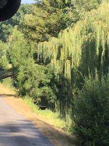 un camino con musgo goteante a un lado de la carretera en Relais de la Venise verte, en Coulon