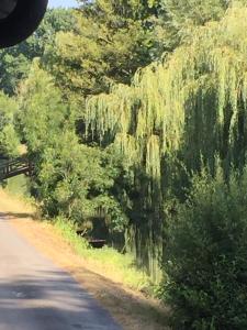 a road with dripping moss on the side of the road at Relais de la Venise verte in Coulon