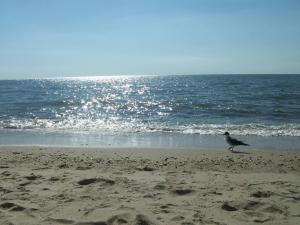 a bird standing on a beach near the ocean at Boardwalk Beach Inn in Point Pleasant Beach