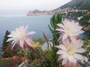 Gallery image of Guest Accommodation Sveti Jakov in Dubrovnik