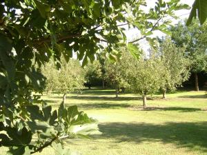 ein Park mit Bäumen, grünem Gras und Blättern in der Unterkunft Gite La Gourmandine in Saint-Andiol