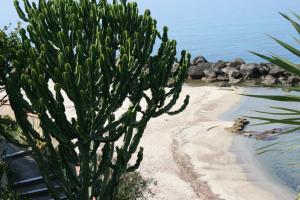 un cactus sulla spiaggia accanto all'acqua di Villa Laura - sul mare a Pizzo