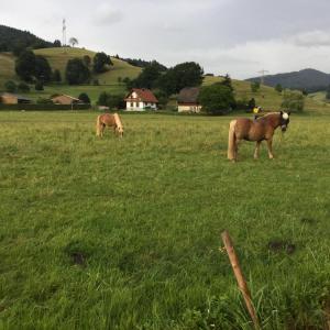 Billede fra billedgalleriet på Fewo Bella Margitta Baumann i Stegen