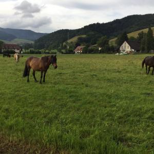 a group of horses standing in a field of grass at Fewo Bella Margitta Baumann in Stegen