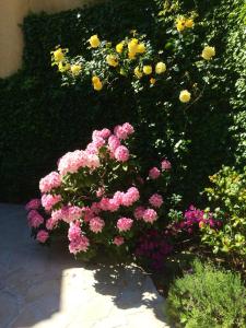 une bande de fleurs roses et jaunes dans un jardin dans l'établissement La Colline de Vence, à Vence