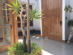 a palm tree in a pot in front of a door at Fragga Hospedaje Boutique in Antofagasta