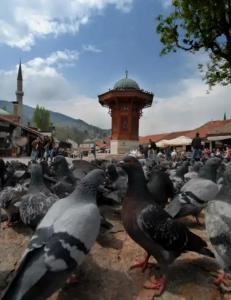eine große Gruppe von Tauben, die auf dem Boden stehen in der Unterkunft Cozy Apartment in heart of Sarajevo in Sarajevo