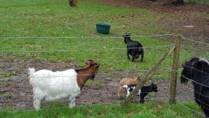 eine Gruppe Ziegen, die hinter einem Zaun stehen in der Unterkunft Les Nymphéas in Saint-Lyphard
