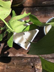 Gallery image of Marziani Rustic Tuscan House in Capannori