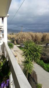 a balcony of a house with palm trees and a driveway at Evi's Apartment in Lefkada