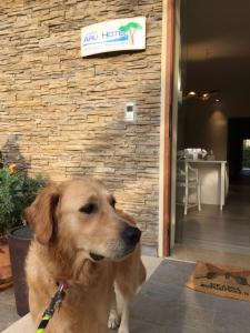 a brown dog sitting in front of a building at Arli Hotel Hideaway Punta Ala - Adults Only in Punta Ala