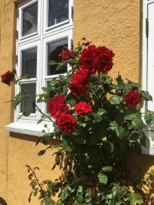 ミゼルファートにあるJan og Inges Bed & Breakfastの窓前の赤いバラの花束