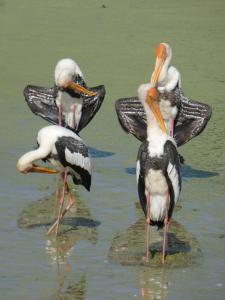 Altri animali domestici presso l'affittacamere o nei dintorni