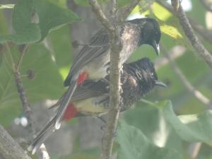 Altri animali domestici presso l'affittacamere o nei dintorni