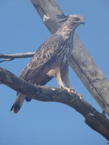 Altri animali domestici presso l'affittacamere o nei dintorni