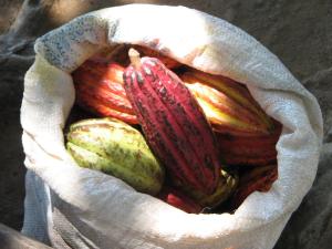 a bag filled with different types of vegetables at Hotel San Juan Periferico in Villahermosa